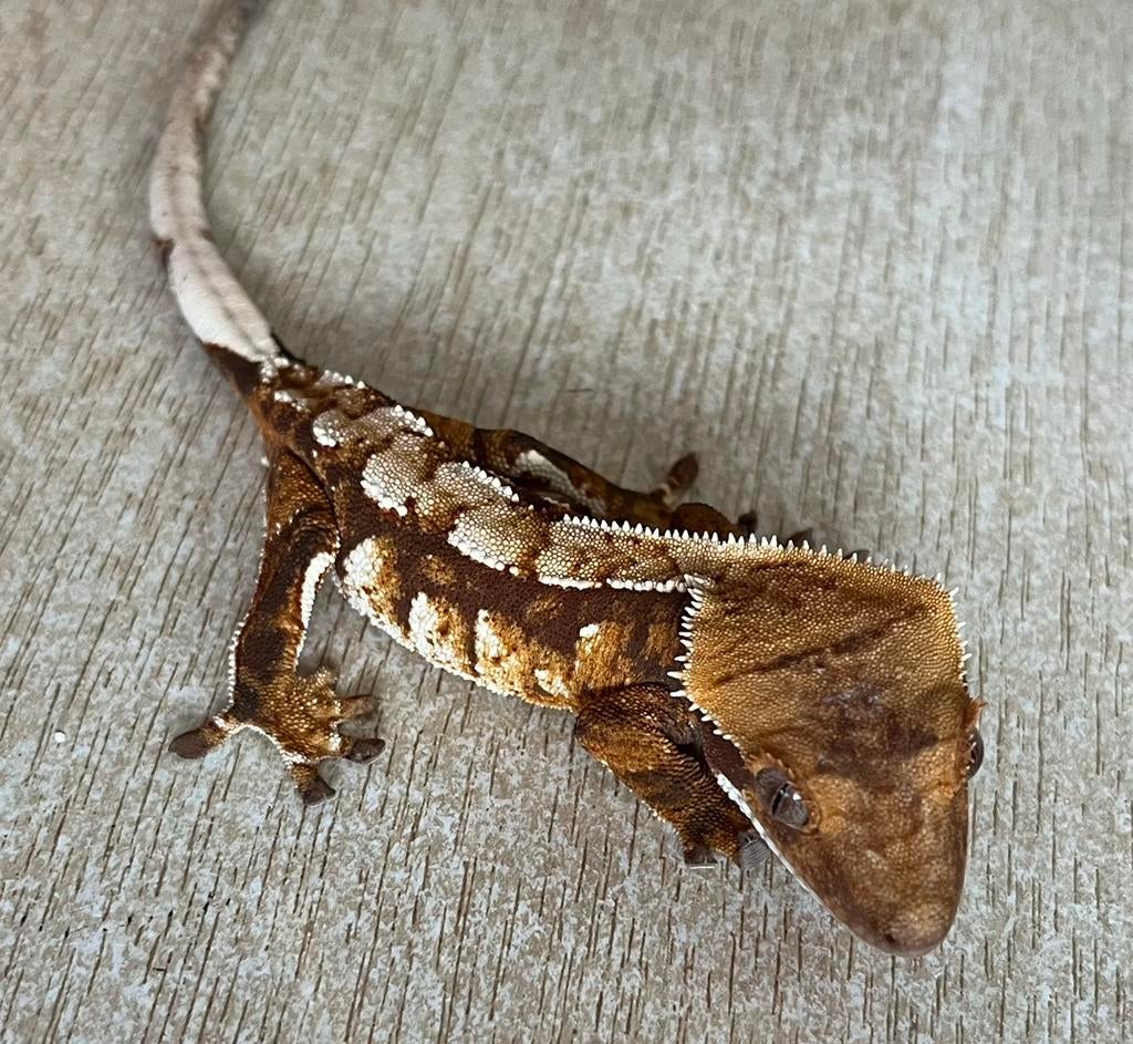 Mooie jonge wimpergekkos uit zeer goede lijn, Animaux & Accessoires, Reptiles & Amphibiens, Lézard, Domestique, 0 à 2 ans