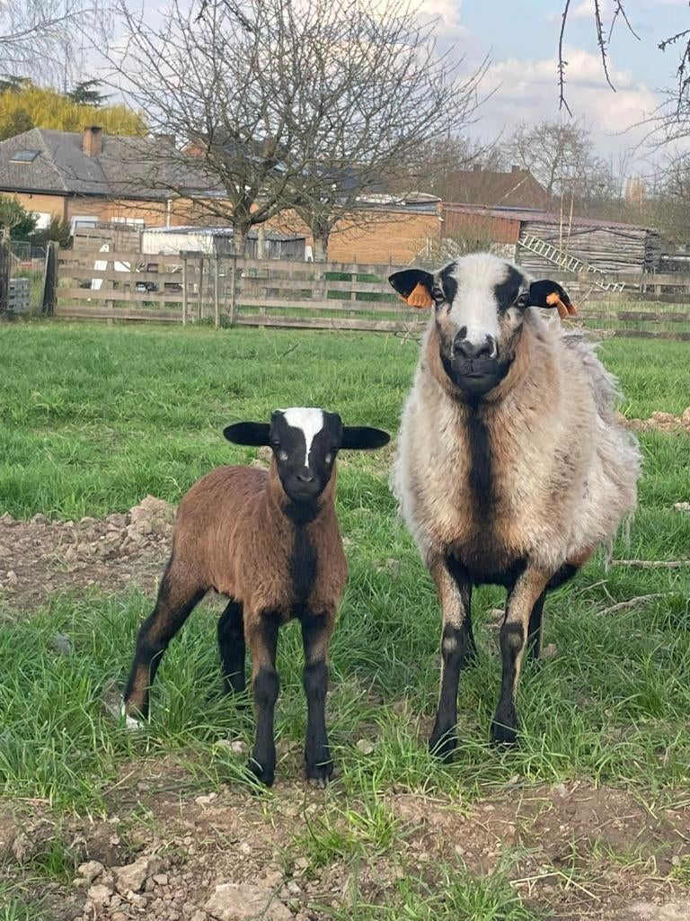 kameroenschapen -schapen kameroen, Mâle, Mouton, 0 à 2 ans