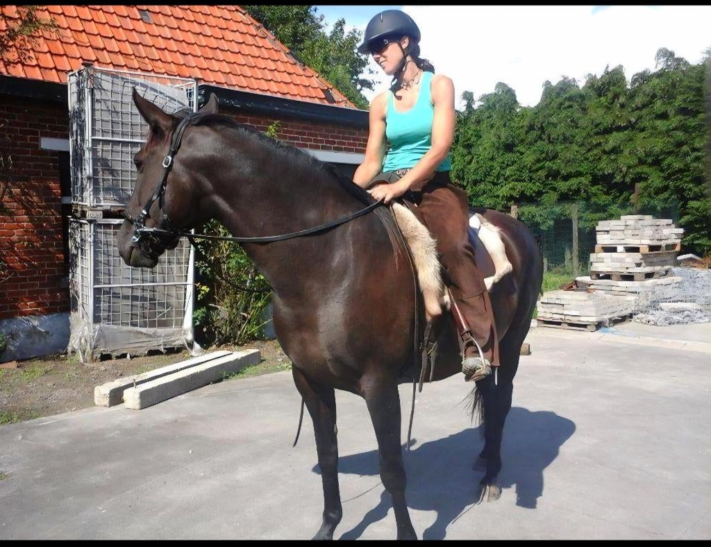 Lieve Lusitano merrie 17 jaar, Dieren en Toebehoren, Paarden, Merrie, Niet van toepassing, 160 tot 165 cm, 11 jaar of ouder, Recreatiepaard