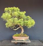 Juniper bonsai, Tuin en Terras, Ophalen