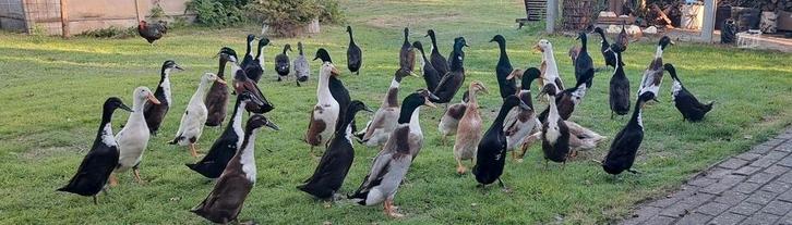 Broedeieren loopeenden, Animaux & Accessoires, Volatiles | Accessoires, Enlèvement