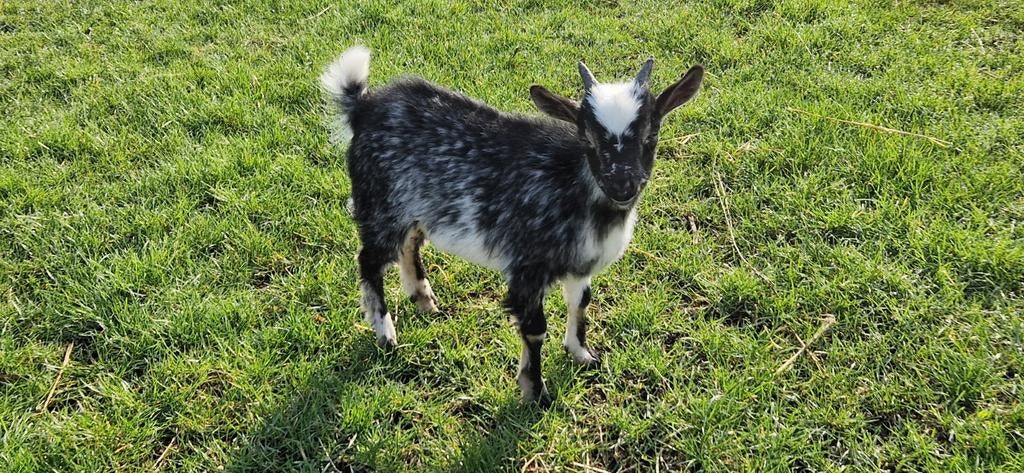 Prachtig hermelijn bokje, Mannelijk, Geit, 0 tot 2 jaar