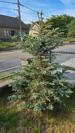 Blauwe spar gratis, Ophalen