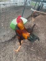 Modern Engelse vechtkriel haan patrijs, Dieren en Toebehoren, Mannelijk, Kip