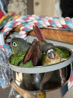 Handtamme baby pyrrhura, Dieren en Toebehoren, Vogels | Parkieten en Papegaaien, Geslacht onbekend, Parkiet, Tam