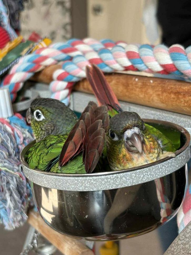 Handtamme baby pyrrhura, Dieren en Toebehoren, Vogels | Parkieten en Papegaaien, Parkiet, Geslacht onbekend, Tam