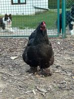 Broedeieren brahma, Dieren en Toebehoren, Kip