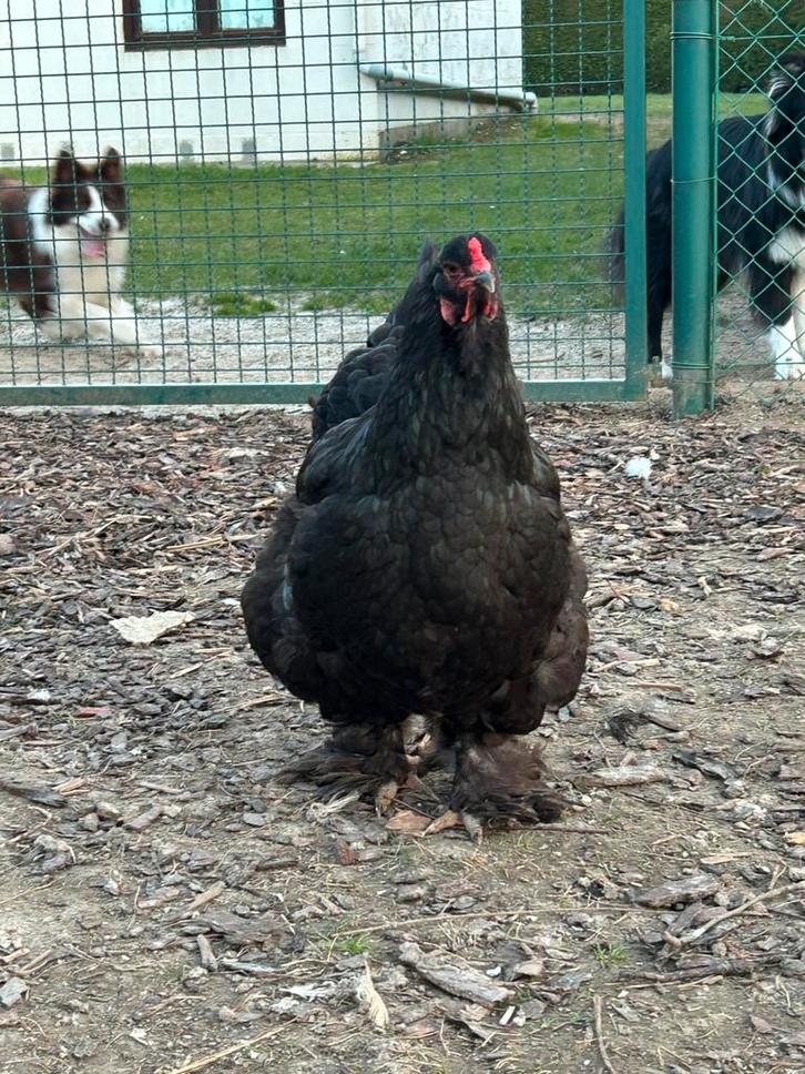 Broedeieren brahma, Dieren en Toebehoren, Pluimvee, Kip