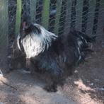 Zijdehoender, Dieren en Toebehoren, Mannelijk, Kip