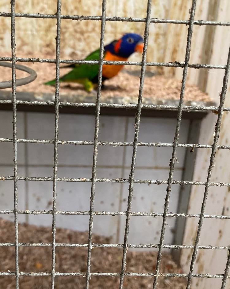 Roodnek Lori, Dieren en Toebehoren, Vogels | Parkieten en Papegaaien, Meerdere dieren, Geringd