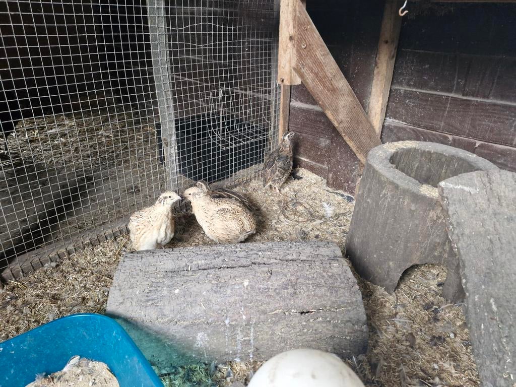 Japanse kwartels hanen