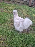 Usa zijdehoen haan, Dieren en Toebehoren, Mannelijk, Kip