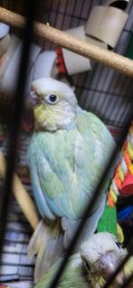 Conure opamint mâle, Mâle