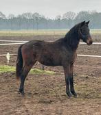 TK: bijna 2 jarige dressuurtopper, Cheval de dressage, Hongre, Moins de 160 cm, Ne s'applique pas