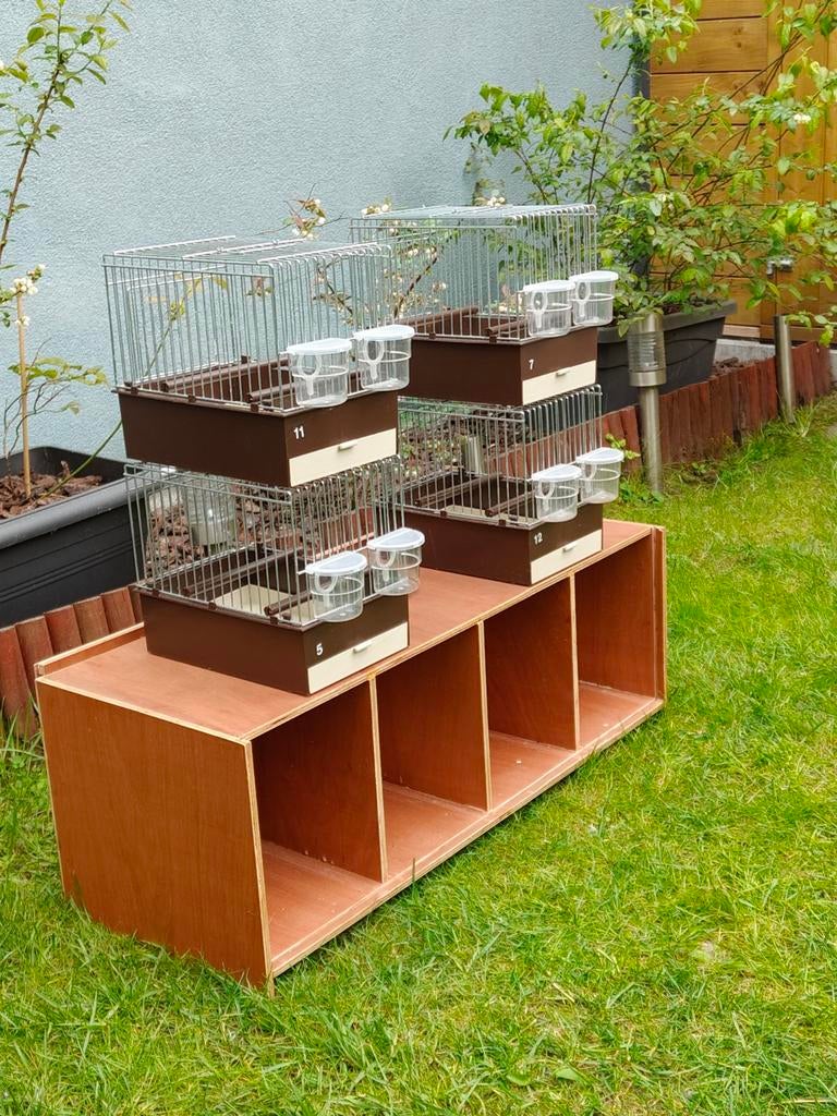 Transport kooi met 4 zangkooien., Dieren en Toebehoren