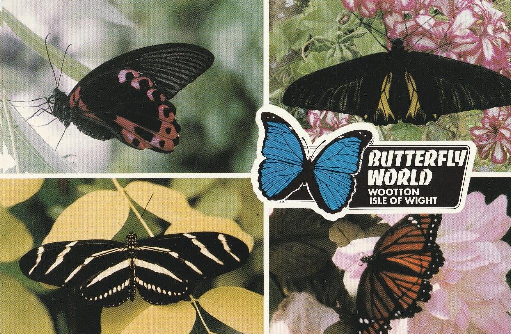 DIVERSE  EXOTISCHE  VLINDERS, Collections, Cartes postales | Animaux, Envoi, Non affranchie, Autres