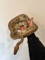 0.1 ghi red stripe clown, Dieren en Toebehoren, Reptielen en Amfibieën, Slang, Tam, 3 tot 6 jaar