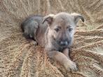 Duitse Herder Wolfsgrauw pup, Animaux & Accessoires, Sexe inconnu, Un chien, Belgique, Berger