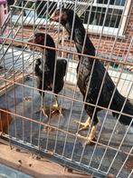 Jap kippen 2025 aan de leg, Dieren en Toebehoren