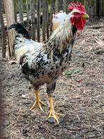 Mooie grote haan, Dieren en Toebehoren