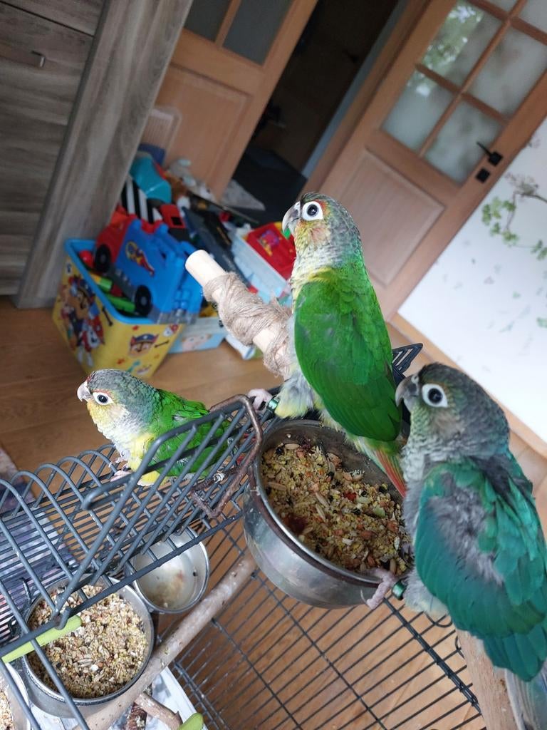 pyrrhura, Dieren en Toebehoren, Vogels | Parkieten en Papegaaien, Geringd