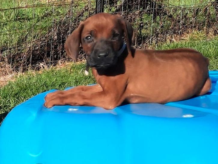 Rhodesian ridgeback pups met stamboom, Dieren en Toebehoren, Honden | Beagles, Bassets en Lopende honden, Meerdere dieren, Overige rassen