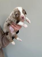 Miniatuur American shepherd reu - red merle, Chien (mâle), Un chien, Hépatite contagieuse (maladie de Rubarth), Belgique