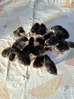 kuikens van marans zwart/kopernek, Dieren en Toebehoren, Pluimvee, Geslacht onbekend, Kip