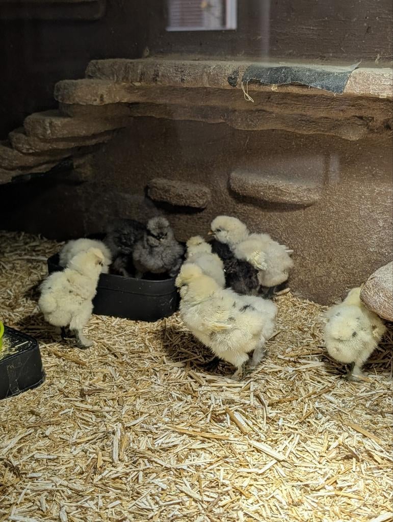 USA zijdehoen kuikens, Dieren en Toebehoren, Pluimvee