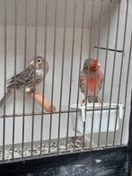 Agaat rood mozaïek, Animaux & Accessoires, Oiseaux | Canaris