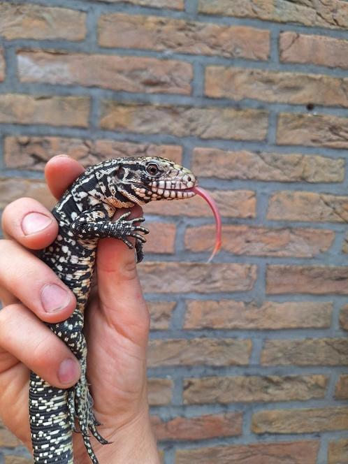 Jonge Argentijnse teju babys beschikbaar, tam, Dieren en Toebehoren, Reptielen en Amfibieën, Tam
