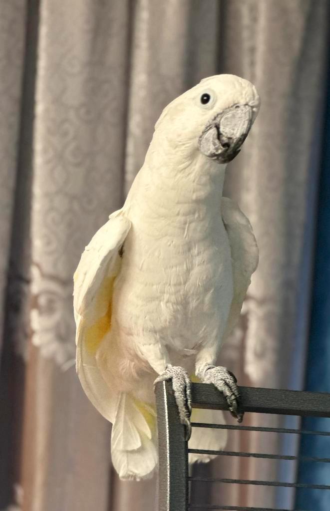 Witte Kuifkaketoe – mannetje, 4 jaar, Animaux & Accessoires, Oiseaux | Perruches & Perroquets, Domestique