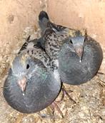 Jonge duiven, Animaux & Accessoires, Oiseaux | Pigeons