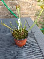 Vleesetende planten sarracenia flava €5, Ophalen of Verzenden