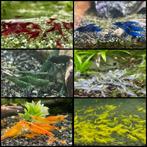 Neo caridina garnalen (verschillende kleuren), Kreeft, Krab of Garnaal, Zoetwatervis, Schoolvis
