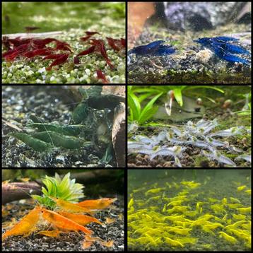 Neo caridina garnalen (verschillende kleuren), Homard, Crabe ou Crevette, Poisson d'eau douce, Banc de poissons