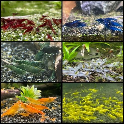 Neo caridina garnalen (verschillende kleuren), Dieren en Toebehoren, Vissen | Aquariumvissen, Zoetwatervis, Kreeft, Krab of Garnaal