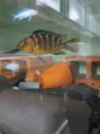 Pseudotropheus crabro, Dieren en Toebehoren, Vis, Zoetwatervis