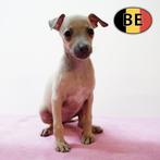 Italiaanse Windhond - speelse pups te koop, Dieren en Toebehoren, België, CDV (hondenziekte), 8 tot 15 weken, Meerdere