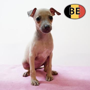 Italiaanse Windhond - speelse pups te koop beschikbaar voor biedingen