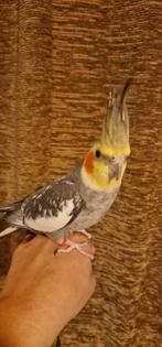 Valkparkiet tam mannetje kan liedje fluiten, Dieren en Toebehoren, Tam