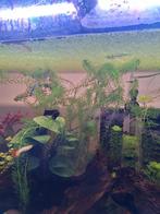 Aquarium planten, garnalen, slakken, Dieren en Toebehoren, Ophalen