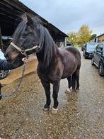 Super lieve ruin, Dieren en Toebehoren, Paarden