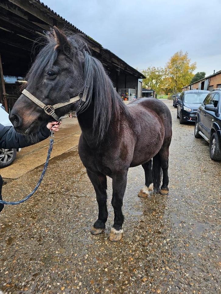 Super lieve ruin, Dieren en Toebehoren, Paarden