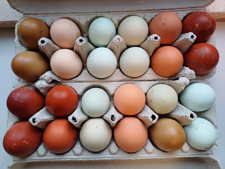 Broedeieren kleurleggers, Animaux & Accessoires, Volatiles | Accessoires, Enlèvement