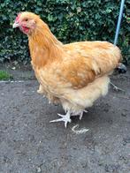 Orpington hanen 2025, Dieren en Toebehoren, Mannelijk, Kip