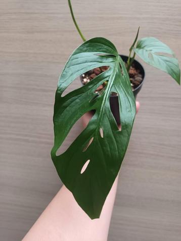 Monstera adansonii laniata, Huis en Inrichting, Ophalen of Verzenden