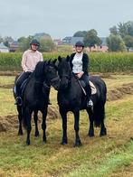 twee friese paarden, Dieren en Toebehoren, Merrie, B, 7 tot 10 jaar, 160 tot 165 cm