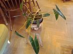 Philodendron Billietiae plante verte interieur Aracée, Ombre partielle, En pot, Plante verte, Enlèvement