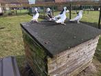 duiven sierduiven, Dieren en Toebehoren, Vogels | Duiven
